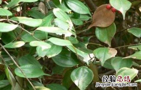 乌药的种植技术和亩产效益 乌药的种植技术