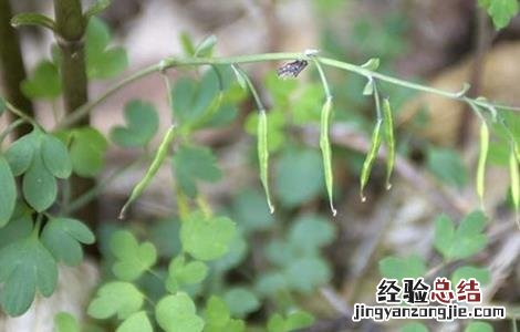 夏天无怎么种植 夏天无的种植技术
