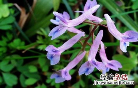夏天无怎么种植 夏天无的种植技术