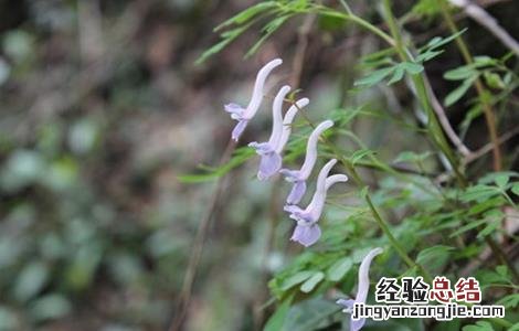夏天无怎么种植 夏天无的种植技术