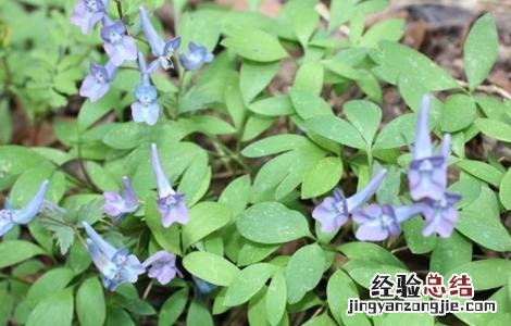 夏天无怎么种植 夏天无的种植技术