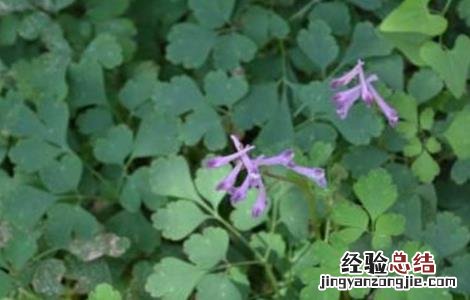 夏天无怎么种植 夏天无的种植技术