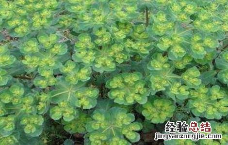 甘遂的种植技术和管理 甘遂的种植技术