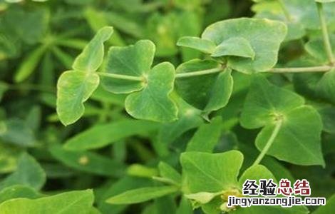 甘遂的种植技术和管理 甘遂的种植技术