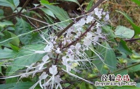 猫须草的养殖方法和注意事项 猫须草的种植注意事项