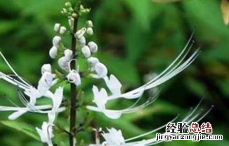 猫须草的养殖方法和注意事项 猫须草的种植注意事项