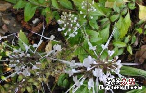 猫须草的养殖方法和注意事项 猫须草的种植注意事项