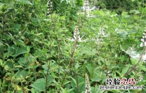 猫须草的养殖方法和注意事项 猫须草的种植注意事项
