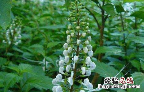 猫须草的养殖方法和注意事项 猫须草的种植注意事项