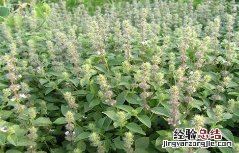 荆芥的种植注意事项和禁忌 荆芥的种植注意事项