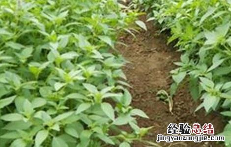 荆芥的种植注意事项和禁忌 荆芥的种植注意事项