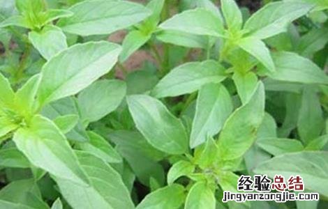 荆芥的种植注意事项和禁忌 荆芥的种植注意事项
