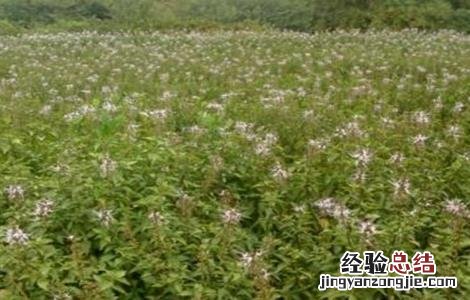 猫须草的种植技术 猫须草的种植方法