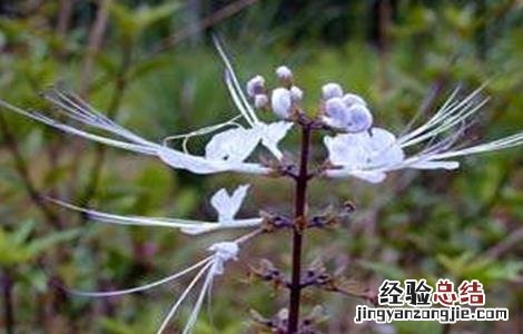 猫须草的种植技术 猫须草的种植方法