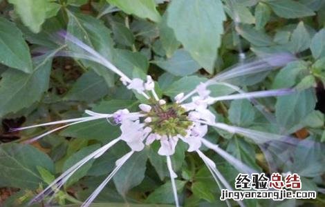 猫须草的种植技术 猫须草的种植方法
