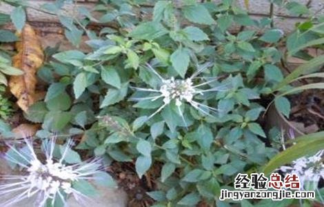 猫须草的种植技术 猫须草的种植方法