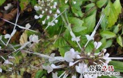 猫须草的种植技术 猫须草的种植方法