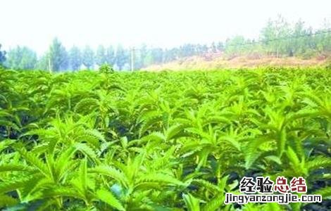 泽兰的种植技术 泽兰的种植技术和管理