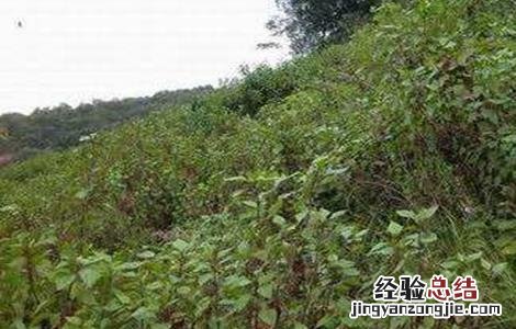 泽兰的种植技术 泽兰的种植技术和管理