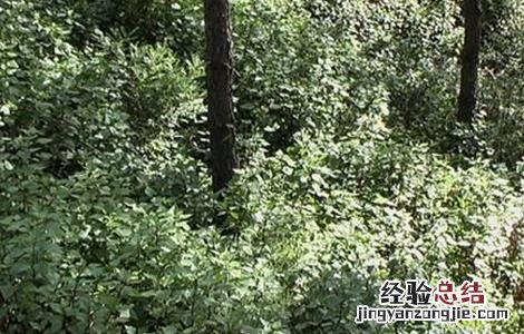 泽兰的种植技术 泽兰的种植技术和管理