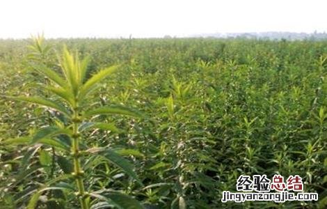 泽兰的种植技术 泽兰的种植技术和管理