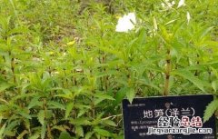 泽兰的种植技术 泽兰的种植技术和管理