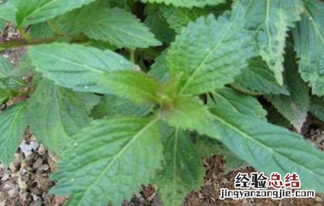 溪黄草的繁殖方法图片 溪黄草的繁殖方法