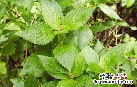 溪黄草的繁殖方法图片 溪黄草的繁殖方法