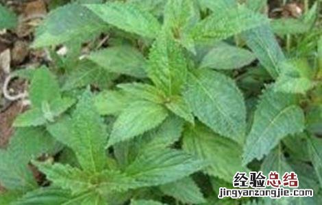 溪黄草的繁殖方法图片 溪黄草的繁殖方法