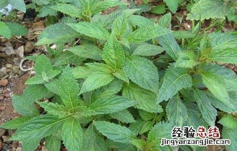 溪黄草的繁殖方法图片 溪黄草的繁殖方法