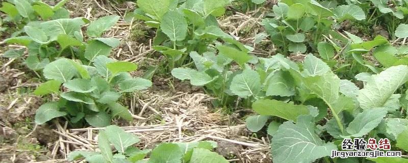 油菜枯怎么做肥料 油菜枯是什么肥料