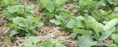 油菜枯怎么做肥料 油菜枯是什么肥料