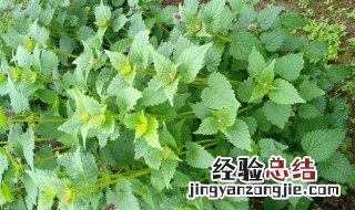 藿香苗怎么吃有什么好处 藿香苗的食用方法和作用