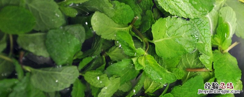 薄荷种植方法和时间 薄荷的种植方法和时间
