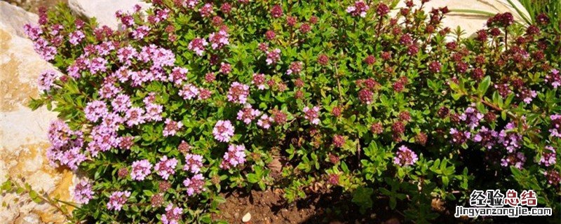 百里香的种植方法和时间 百里香种植方法和时间