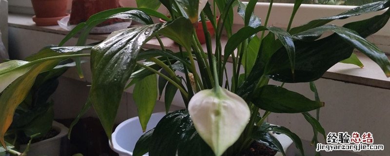 白掌盆栽植物种植步骤 白掌种植方法和时间
