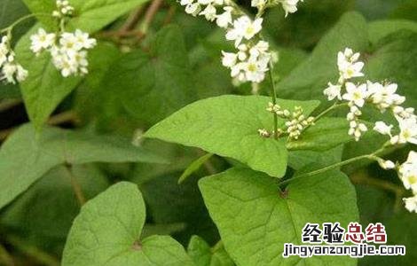 金荞麦的种植方法 金荞麦该怎么种植