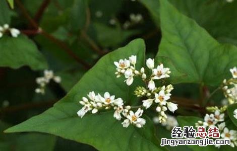 金荞麦的种植方法 金荞麦该怎么种植
