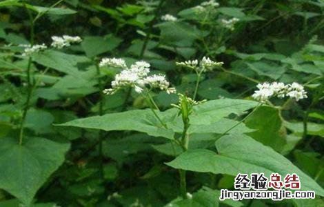 金荞麦的种植方法 金荞麦该怎么种植