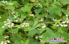 金荞麦的种植方法 金荞麦该怎么种植