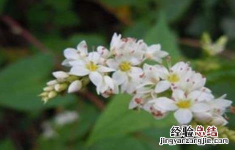 金荞麦的种植方法 金荞麦该怎么种植