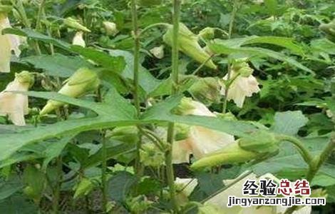 金花葵的种植技术 金花葵的栽培技术