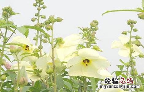 金花葵的种植技术 金花葵的栽培技术