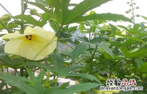 金花葵的种植技术 金花葵的栽培技术