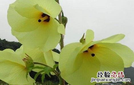 金花葵的种植技术 金花葵的栽培技术