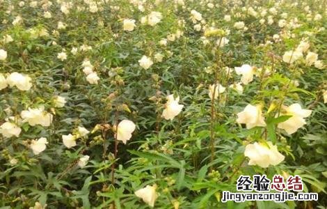 金花葵的种植技术 金花葵的栽培技术