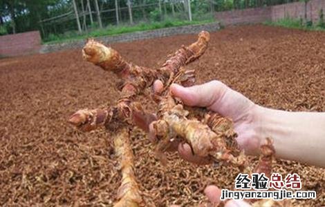 高良姜植株 高良姜的栽培技术