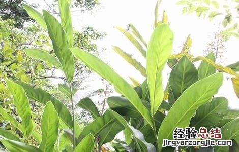 高良姜植株 高良姜的栽培技术