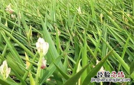 高良姜植株 高良姜的栽培技术