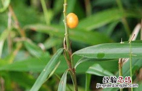 高良姜植株 高良姜的栽培技术